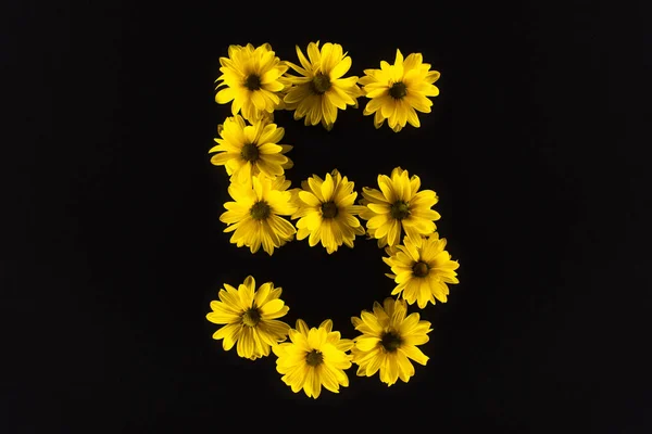 黄色雏菊顶部视图 排列在黑色孤立的5号位置 — 图库照片
