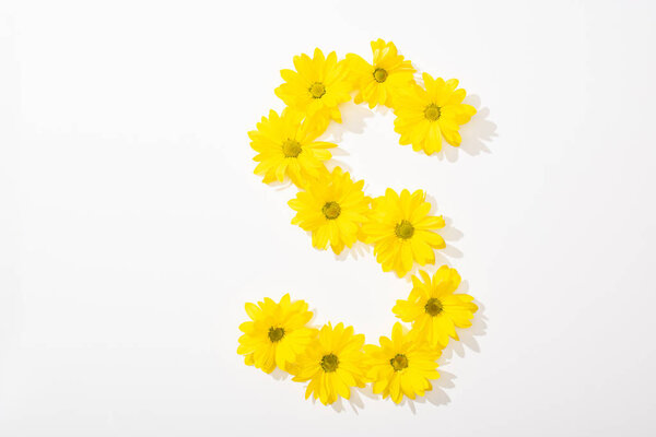 top view of yellow daisies arranged in letter S on white background