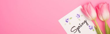 Top view of tulips and card with spring lettering on pink background, panoramic shot clipart