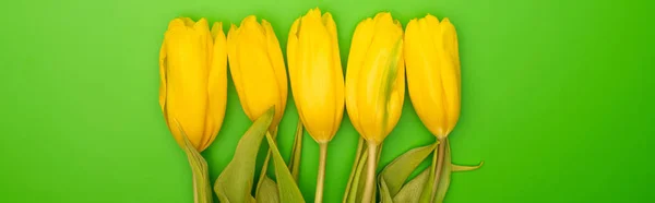 Panoramische Opname Van Gele Tulpen Groene Achtergrond Lenteconcept — Stockfoto