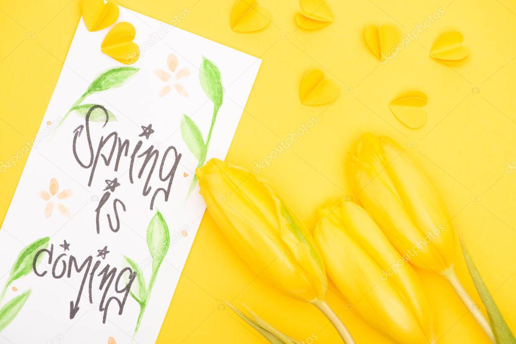 Top view of tulips, card with spring is coming lettering and decorative hearts on yellow 