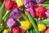 felülnézet színes tavaszi tulipánok vízcseppekkel