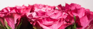 close up view of pink roses with water drops isolated on white, panoramic shot clipart