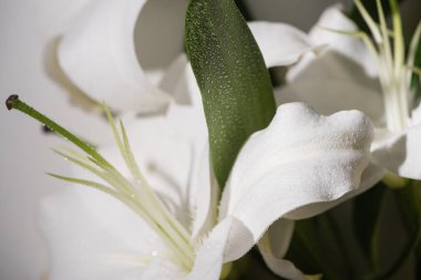Su damlaları ve yeşil yapraklı beyaz zambak manzarası
