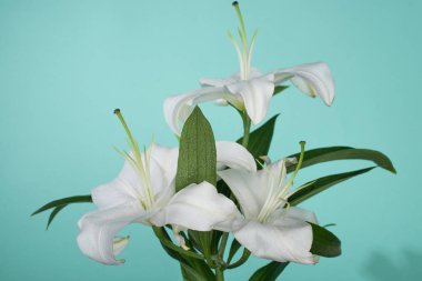 white lilies with green leaves on turquoise background clipart