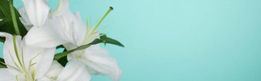 white lilies with green leaves isolated on turquoise, panoramic shot clipart
