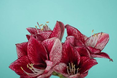 close up view of red lilies isolated on turquoise clipart