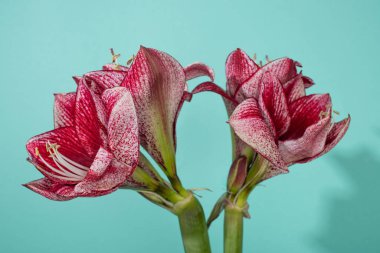 close up view of red lilies on turquoise background clipart