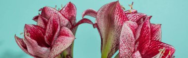 close up view of red lilies on turquoise, panoramic shot clipart