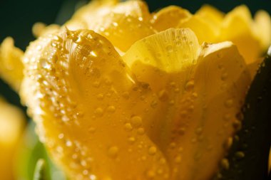 close up view of fresh yellow tulip with water drops clipart