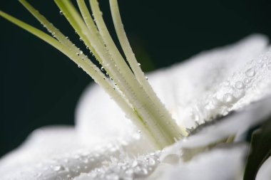 close up view of white petal of lily flower with water drops isolated on black clipart