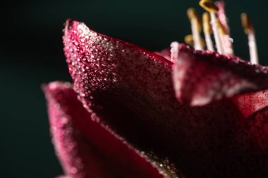 close up view of red lily flower with water drops isolated on black clipart