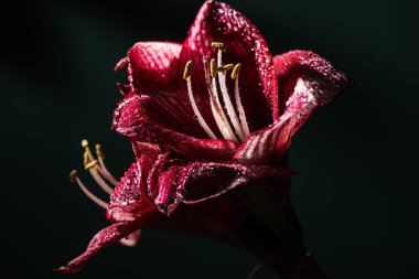 red lily flowers with water drops isolated on black clipart