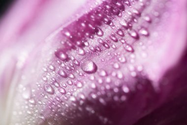 close up view of violet tulip petal with water drops clipart