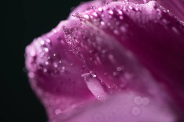 close up view of violet tulip with water drops isolated on black clipart