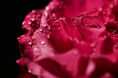 close up view of red rose with water drops on petals isolated on black clipart