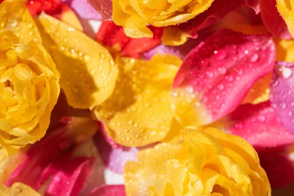 水滴のある明るいチューリップの花びらの選択的な焦点 — ストック写真