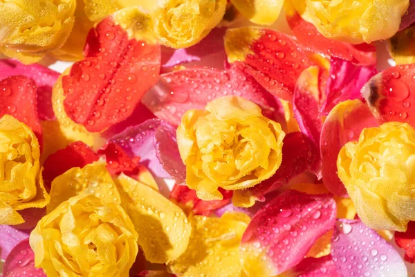 Selective Focus Bright Tulip Petals Water Drops — Stock Photo, Image