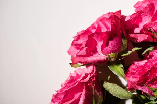 Vista Ravvicinata Rose Rosa Con Gocce Acqua Isolate Bianco — Foto Stock