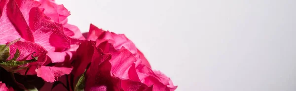 白いパノラマのショットに孤立した水滴でピンクのバラのビューを閉じます — ストック写真