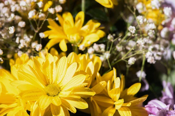 Vista Perto Margaridas Amarelas Frescas Com Gotas Água — Fotografia de Stock