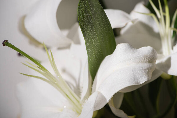 закрытый вид на белую лилию с каплями воды и зеленым листом
