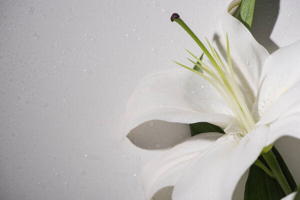 close up view of white lily with water drops and green leaf