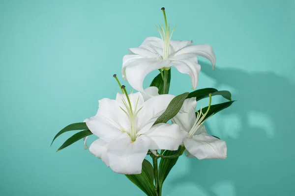 Λευκά Κρίνα Πράσινα Φύλλα Τυρκουάζ Φόντο — Φωτογραφία Αρχείου