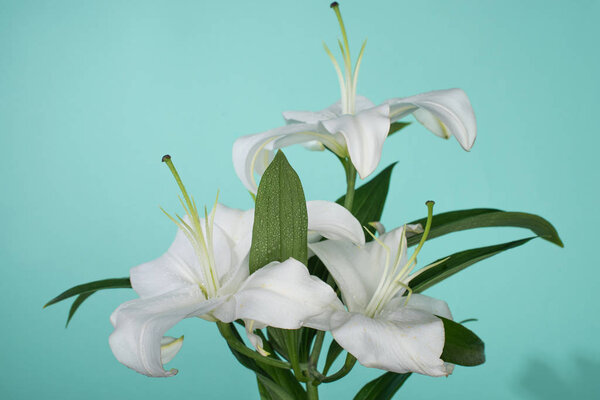 white lilies with green leaves on turquoise background