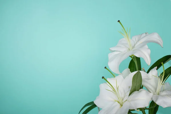 绿叶与绿松石隔离的白色百合花 — 图库照片