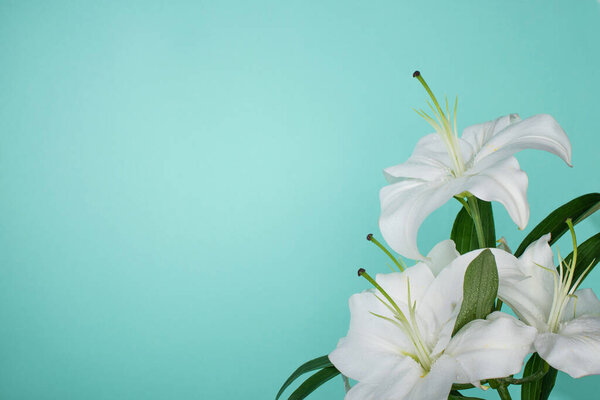 white lilies with green leaves isolated on turquoise