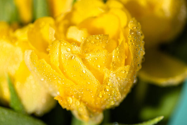 close up view of fresh yellow tulip with water drops