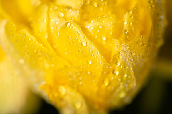 close up view of fresh yellow tulip with water drops