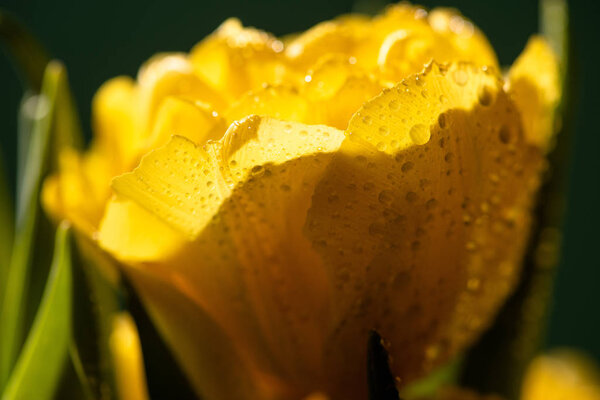 close up view of fresh yellow tulip with water drops