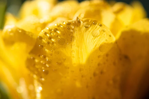 新鮮な黄色のチューリップと水滴を間近で見ることができます — ストック写真