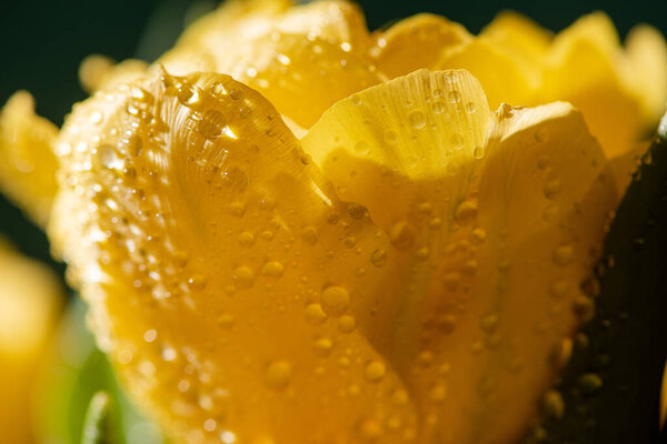 close up view of fresh yellow tulip with water drops