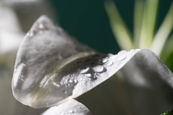 close up view of white petal of lily flower with water drops
