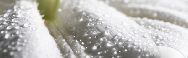 Close Uitzicht Witte Bloemblaadje Van Lelie Bloem Met Waterdruppels Panoramisch — Stockfoto