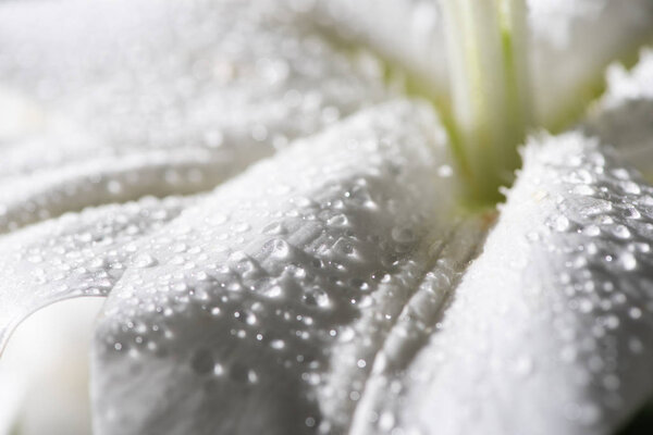 крупным планом вид белого лепестка лилового цветка с каплями воды
