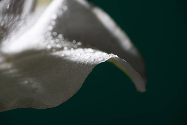 close up view of white petal of lily flower with water drops isolated on black