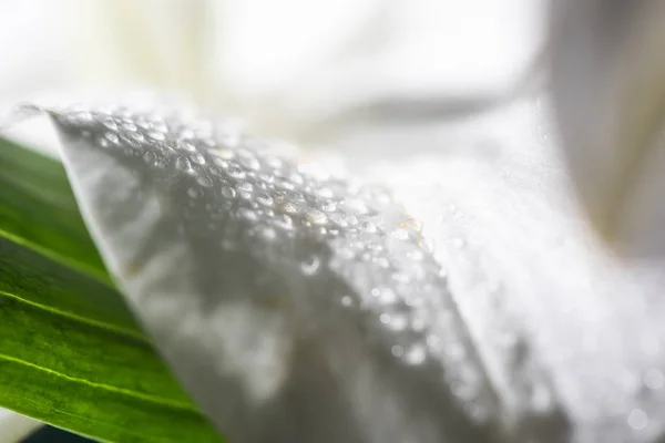 Vista Perto Pétala Branca Flor Lírio Com Gotas Água — Fotografia de Stock