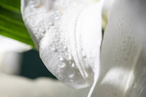 水滴点缀百合花白色花瓣的近景 — 图库照片