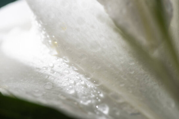 close up view of white petal of lily flower with water drops
