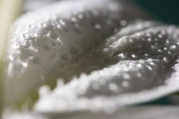 Крупным Планом Вид Белого Лепестка Лилового Цветка Каплями Воды — стоковое фото