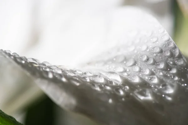 Vista Ravvicinata Petalo Bianco Fiore Giglio Con Gocce Acqua — Foto Stock