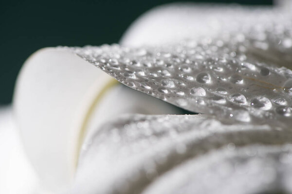 close up view of white petal of lily flower with water drops isolated on black
