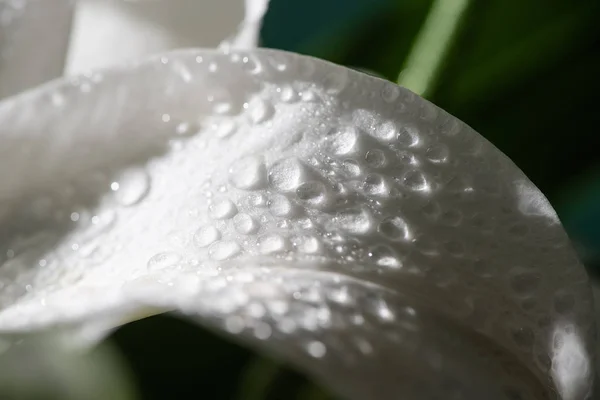 在黑色上隔绝水滴的百合花白色花瓣的近景 — 图库照片