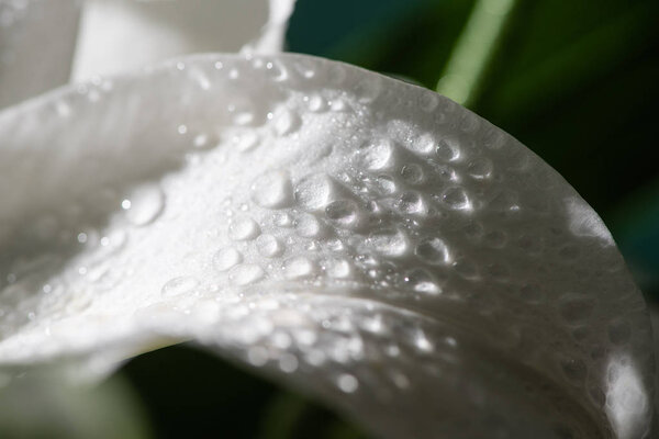 close up view of white petal of lily flower with water drops isolated on black