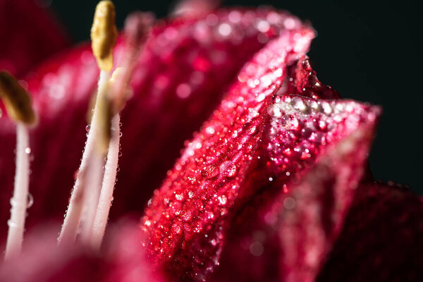 close up view of red lily flower with water drops isolated on black