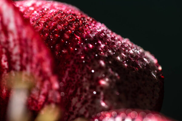 close up view of red lily flower with water drops isolated on black
